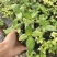 糯米香茶树苗食用香草绿植盆栽浓香型糯米香茶苗叶子泡茶观叶