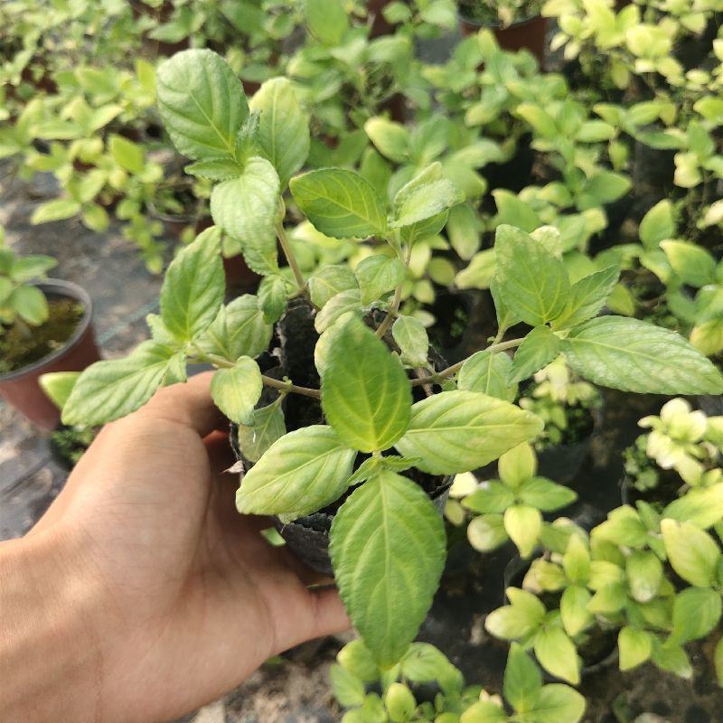 糯米香茶树苗食用香草绿植盆栽浓香型糯米香茶苗叶子泡茶观叶
