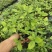 糯米香茶树苗食用香草绿植盆栽浓香型糯米香茶苗叶子泡茶观叶