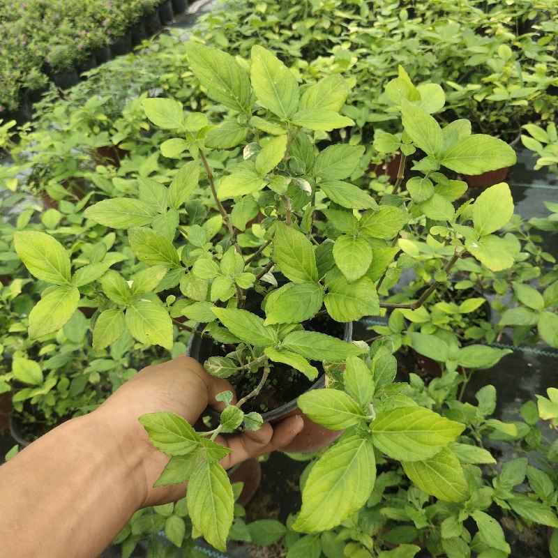 糯米香茶树苗食用香草绿植盆栽浓香型糯米香茶苗叶子泡茶观叶