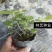 糯米香茶树苗食用香草绿植盆栽浓香型糯米香茶苗叶子泡茶观叶