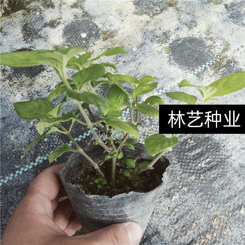 糯米香茶树苗食用香草绿植盆栽浓香型糯米香茶苗叶子泡茶观叶