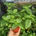 糯米香茶树苗食用香草绿植盆栽浓香型糯米香茶苗叶子泡茶观叶