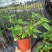 糯米香茶树苗食用香草绿植盆栽浓香型糯米香茶苗叶子泡茶观叶