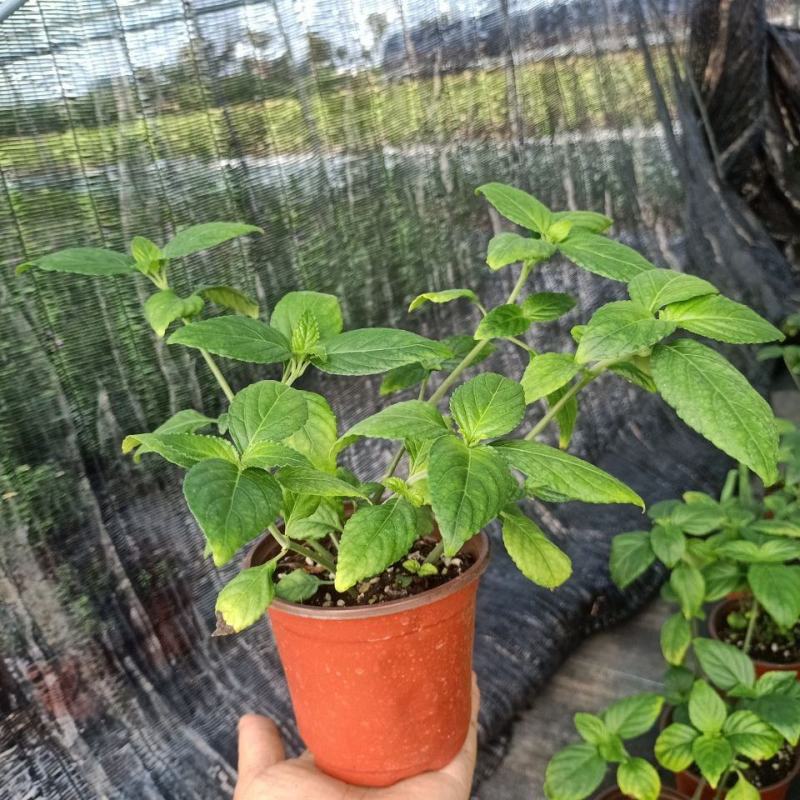 糯米香茶树苗食用香草绿植盆栽浓香型糯米香茶苗叶子泡茶观叶