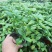 糯米香茶树苗食用香草绿植盆栽浓香型糯米香茶苗叶子泡茶观叶