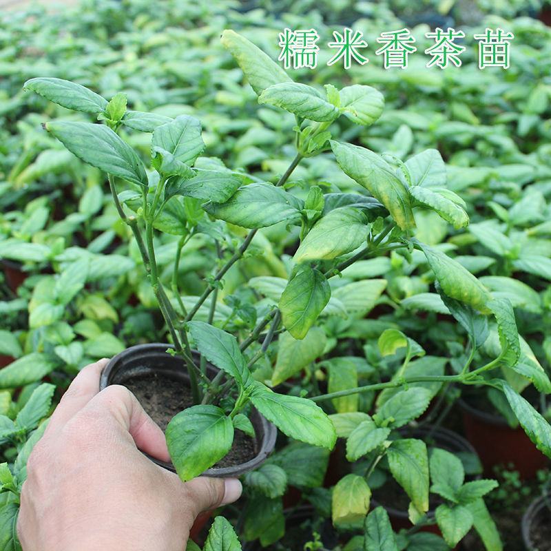 糯米香茶树苗食用香草绿植盆栽浓香型糯米香茶苗叶子泡茶观叶