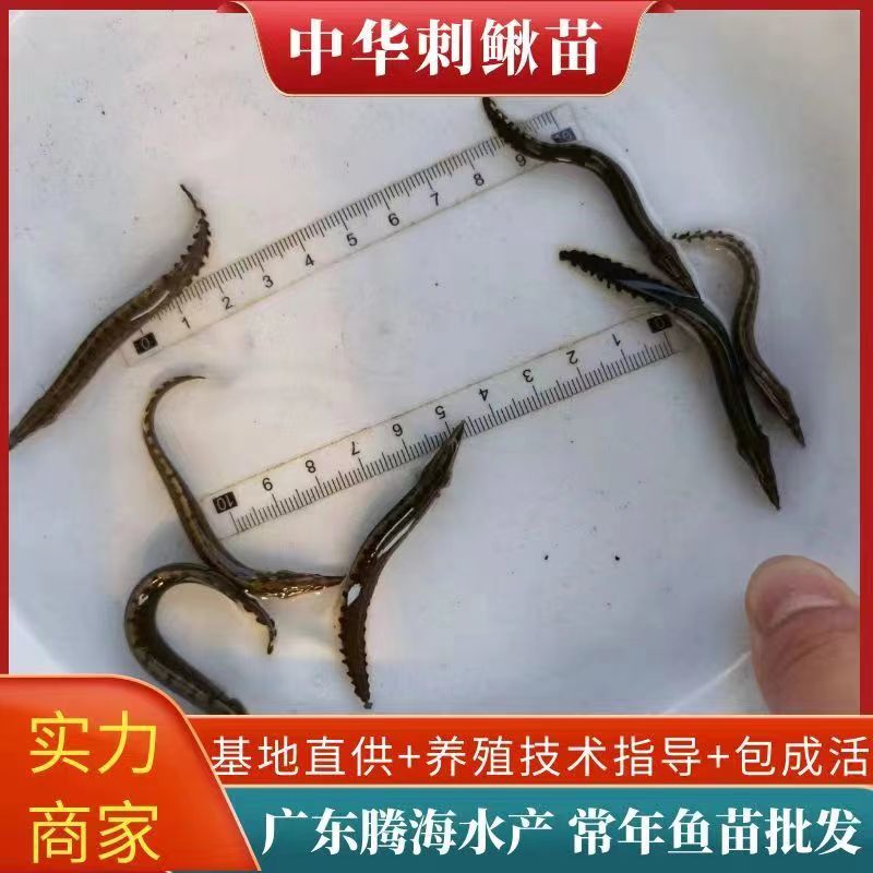 大刺鳅苗中华沙鳅苗基地芝麻锯苗保成活教技术包回收