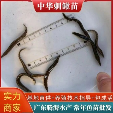 大刺鳅苗中华沙鳅苗基地芝麻锯苗保成活教技术包回收
