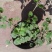 金钱薄荷盆栽苗活血丹垂吊绿植耐热耐寒多年生好养基地直发