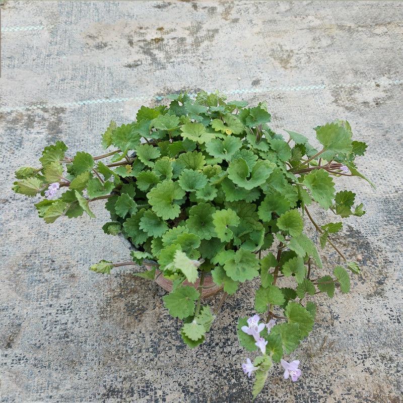 金钱薄荷盆栽苗活血丹垂吊绿植耐热耐寒多年生好养基地直发