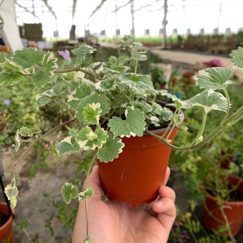金钱薄荷盆栽苗活血丹垂吊绿植耐热耐寒多年生好养基地直发