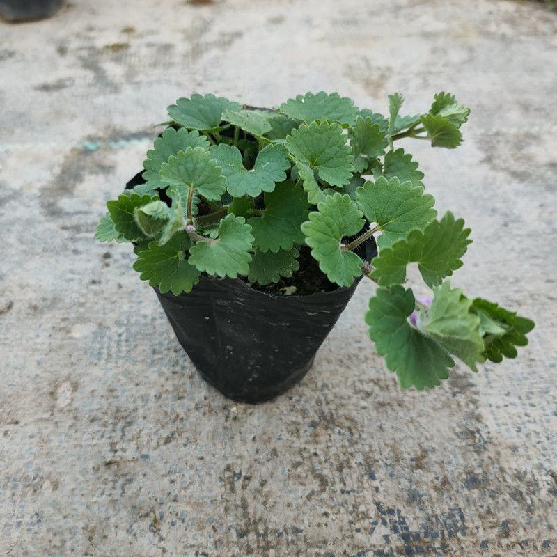 金钱薄荷盆栽苗活血丹垂吊绿植耐热耐寒多年生好养基地直发