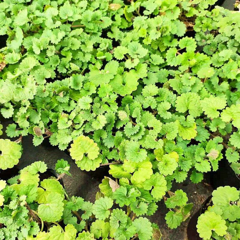 金钱薄荷盆栽苗活血丹垂吊绿植耐热耐寒多年生好养基地直发