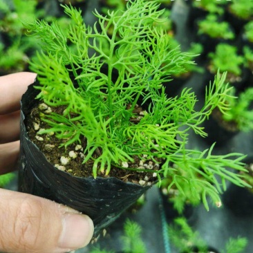 洋甘菊盆栽罗马洋甘菊德国甘菊香草盆栽香草苗泡茶精油