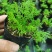 洋甘菊盆栽罗马洋甘菊德国甘菊香草盆栽香草苗泡茶精油