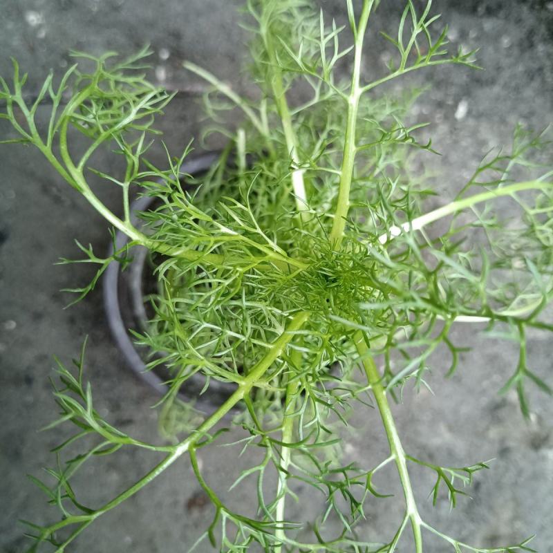 洋甘菊盆栽罗马洋甘菊德国甘菊香草盆栽香草苗泡茶精油