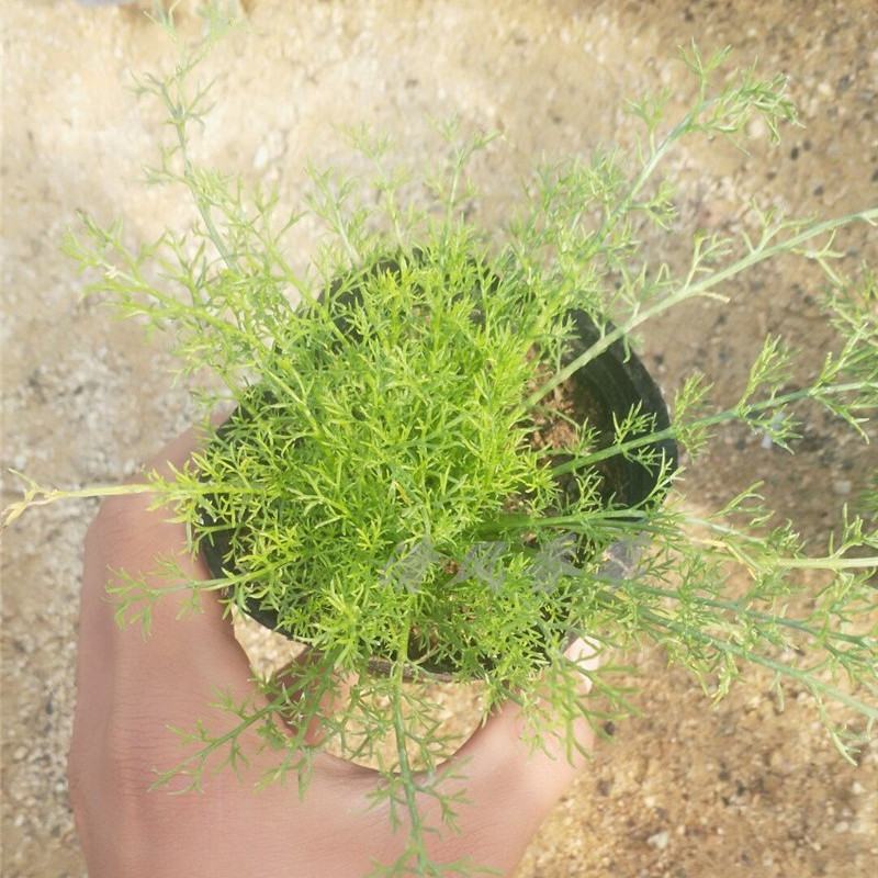 洋甘菊盆栽罗马洋甘菊德国甘菊香草盆栽香草苗泡茶精油