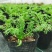 洋甘菊盆栽罗马洋甘菊德国甘菊香草盆栽香草苗泡茶精油