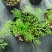洋甘菊盆栽罗马洋甘菊德国甘菊香草盆栽香草苗泡茶精油