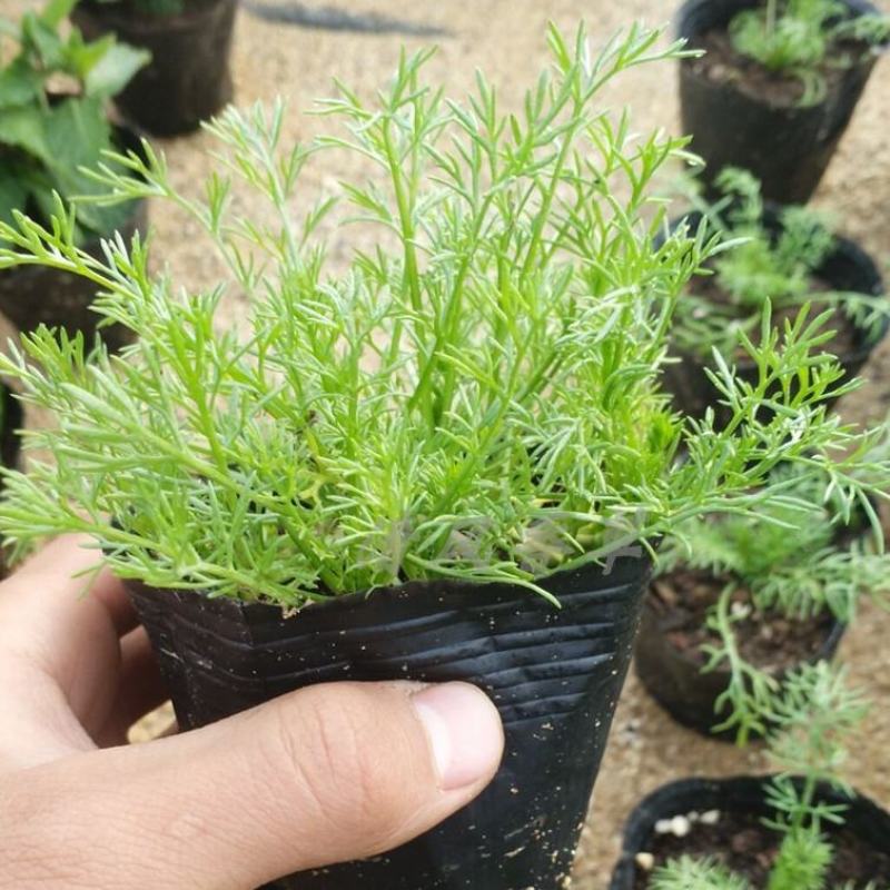 洋甘菊盆栽罗马洋甘菊德国甘菊香草盆栽香草苗泡茶精油