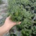 洋甘菊盆栽罗马洋甘菊德国甘菊香草盆栽香草苗泡茶精油