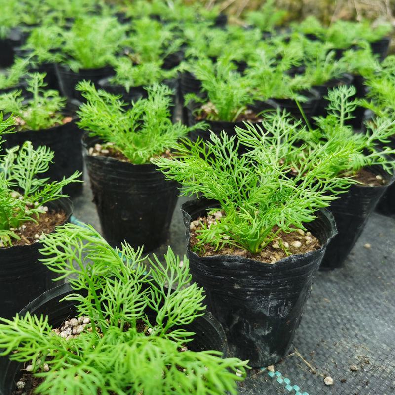 洋甘菊盆栽罗马洋甘菊德国甘菊香草盆栽香草苗泡茶精油