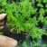 洋甘菊盆栽罗马洋甘菊德国甘菊香草盆栽香草苗泡茶精油