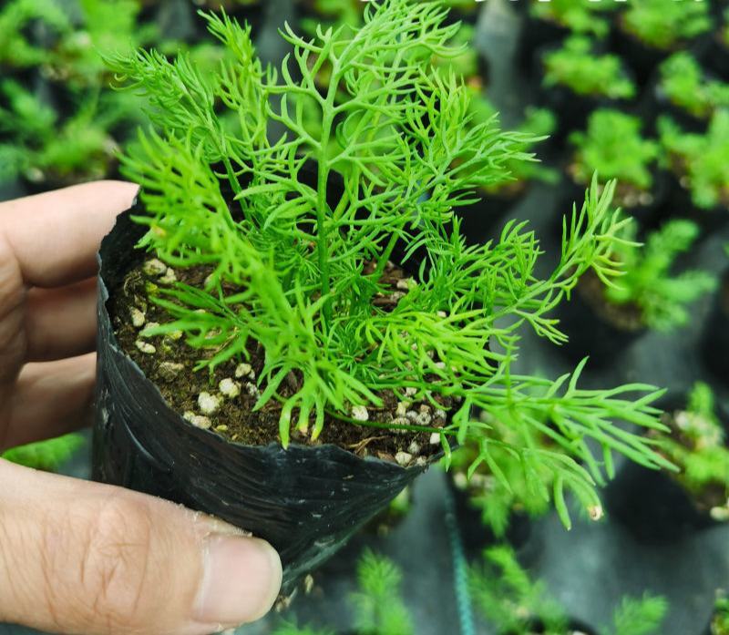 洋甘菊盆栽罗马洋甘菊德国甘菊香草盆栽香草苗泡茶精油