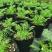 洋甘菊盆栽罗马洋甘菊德国甘菊香草盆栽香草苗泡茶精油