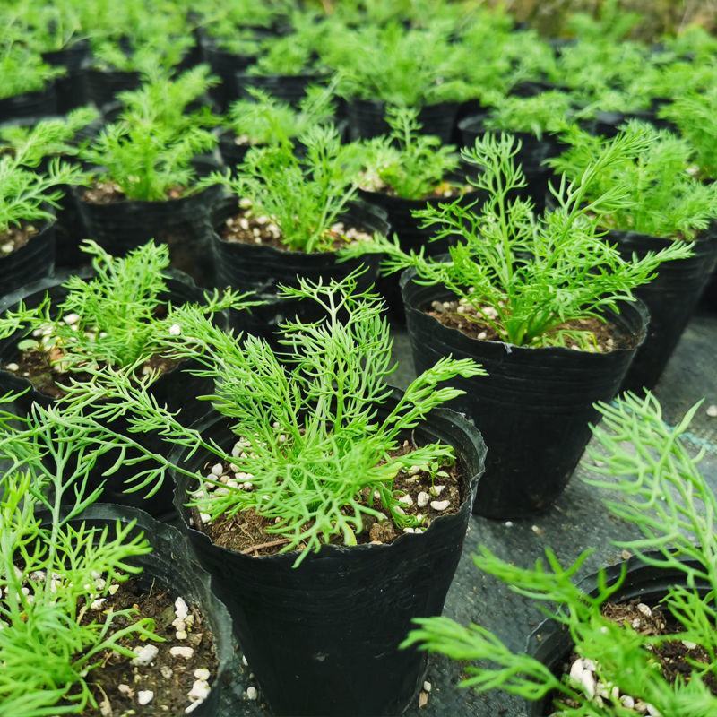 洋甘菊盆栽罗马洋甘菊德国甘菊香草盆栽香草苗泡茶精油