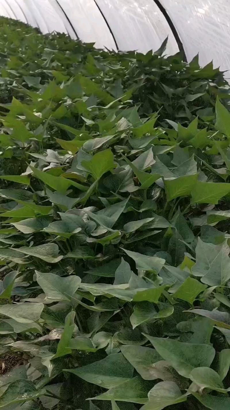 脱毒大田商薯19苗温度低成活率高现大量出售中