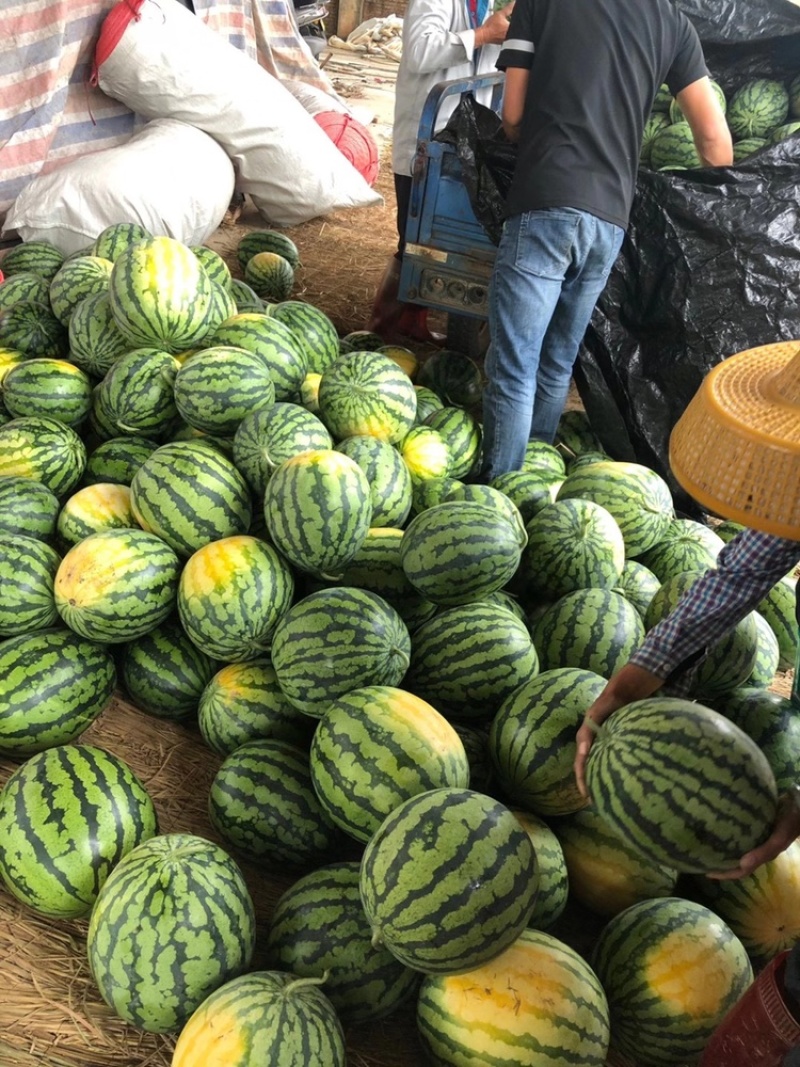 甜王熟度以达到市场要求。质量保证，诚信经营，