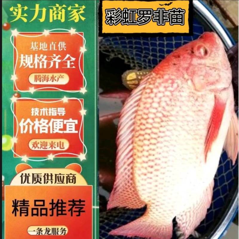 红罗非鱼苗/罗非鱼苗/珍珠白罗鱼苗/彩色罗非苗+技术指导