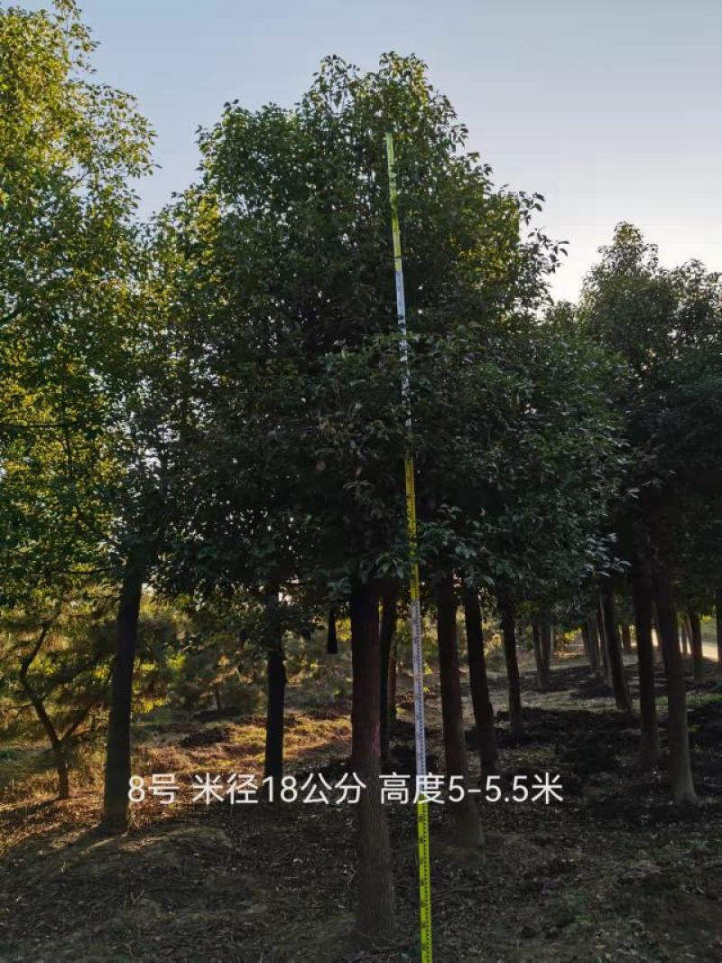 香樟8公分至30公分