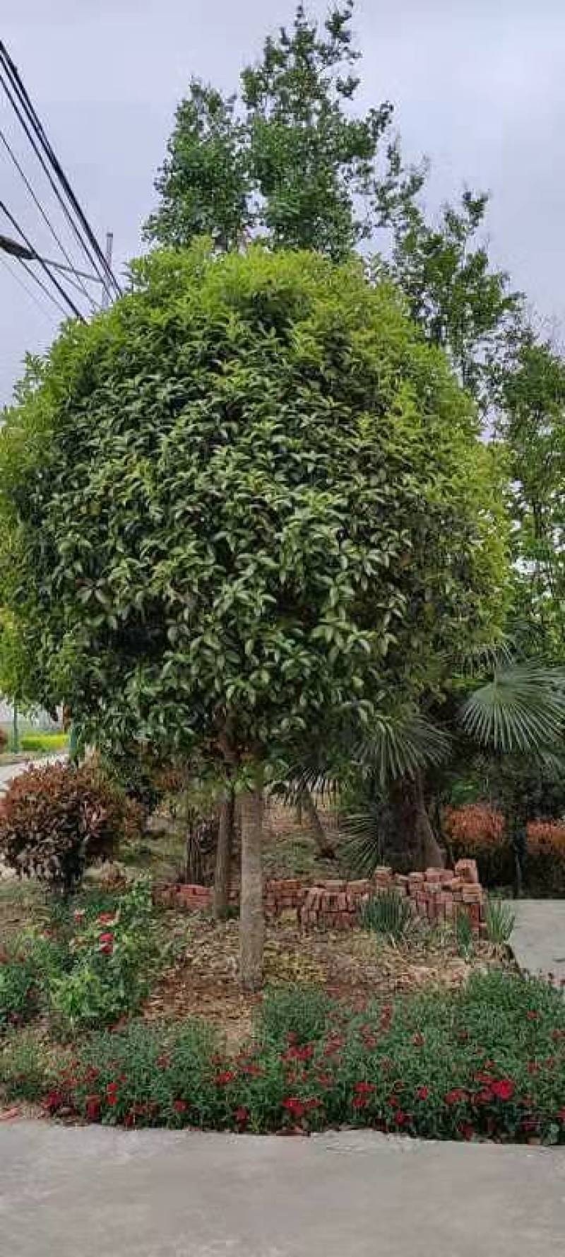 精品桂花8公分至30公分的乔灌木常绿植物
