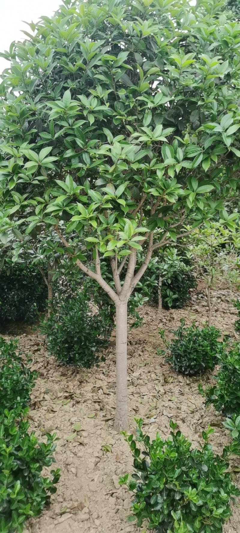 精品桂花8公分至30公分的乔灌木常绿植物