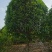 精品桂花8公分至30公分的乔灌木常绿植物