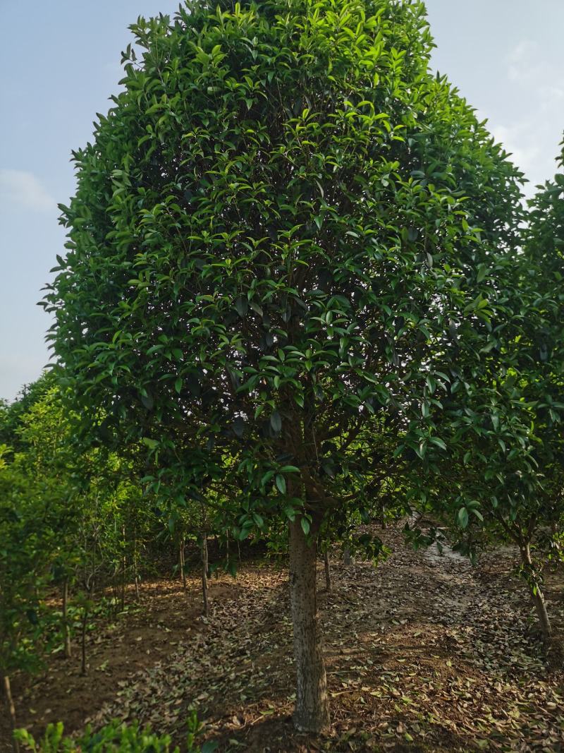 精品桂花8公分至30公分的乔灌木常绿植物