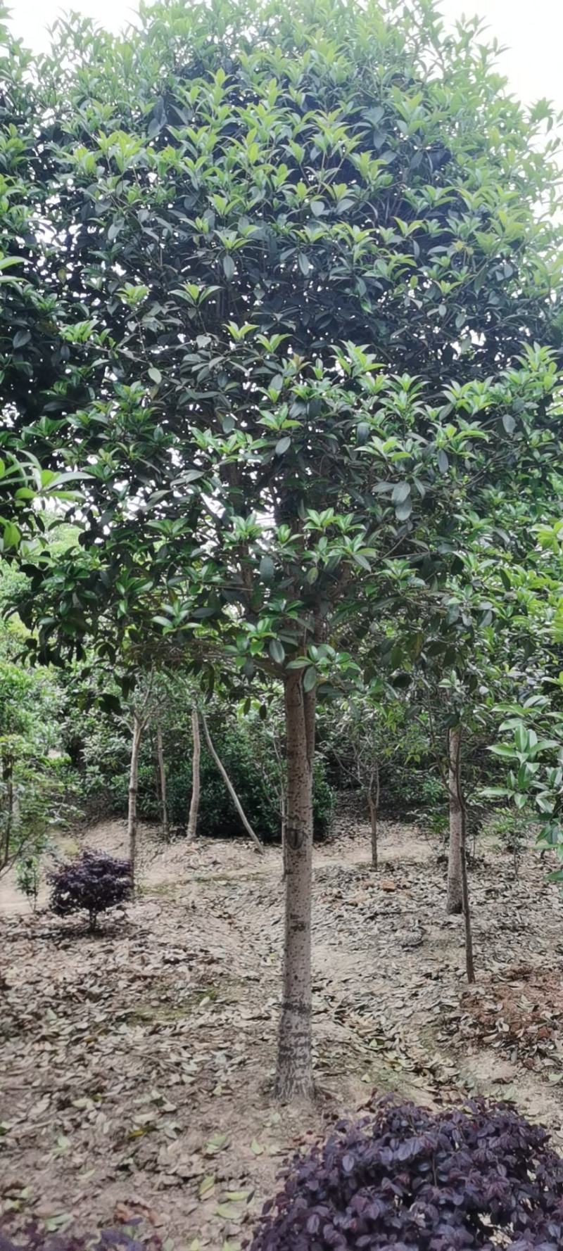 精品桂花8公分至30公分的乔灌木常绿植物