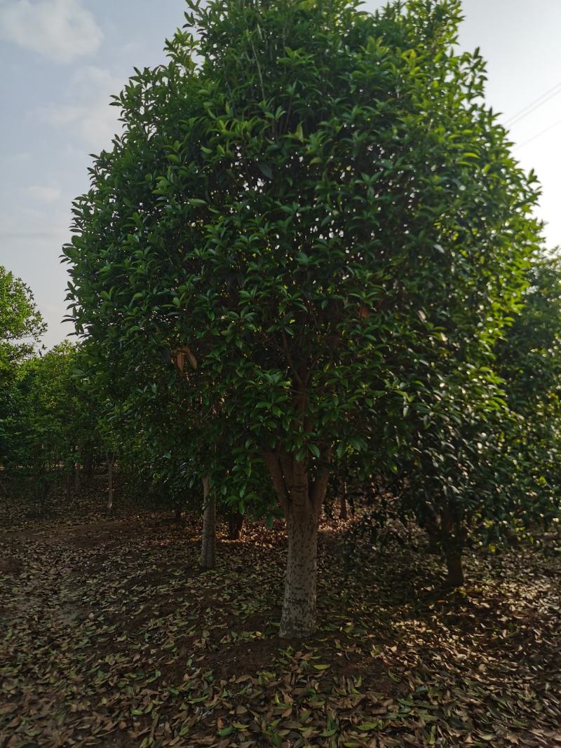 精品桂花8公分至30公分的乔灌木常绿植物
