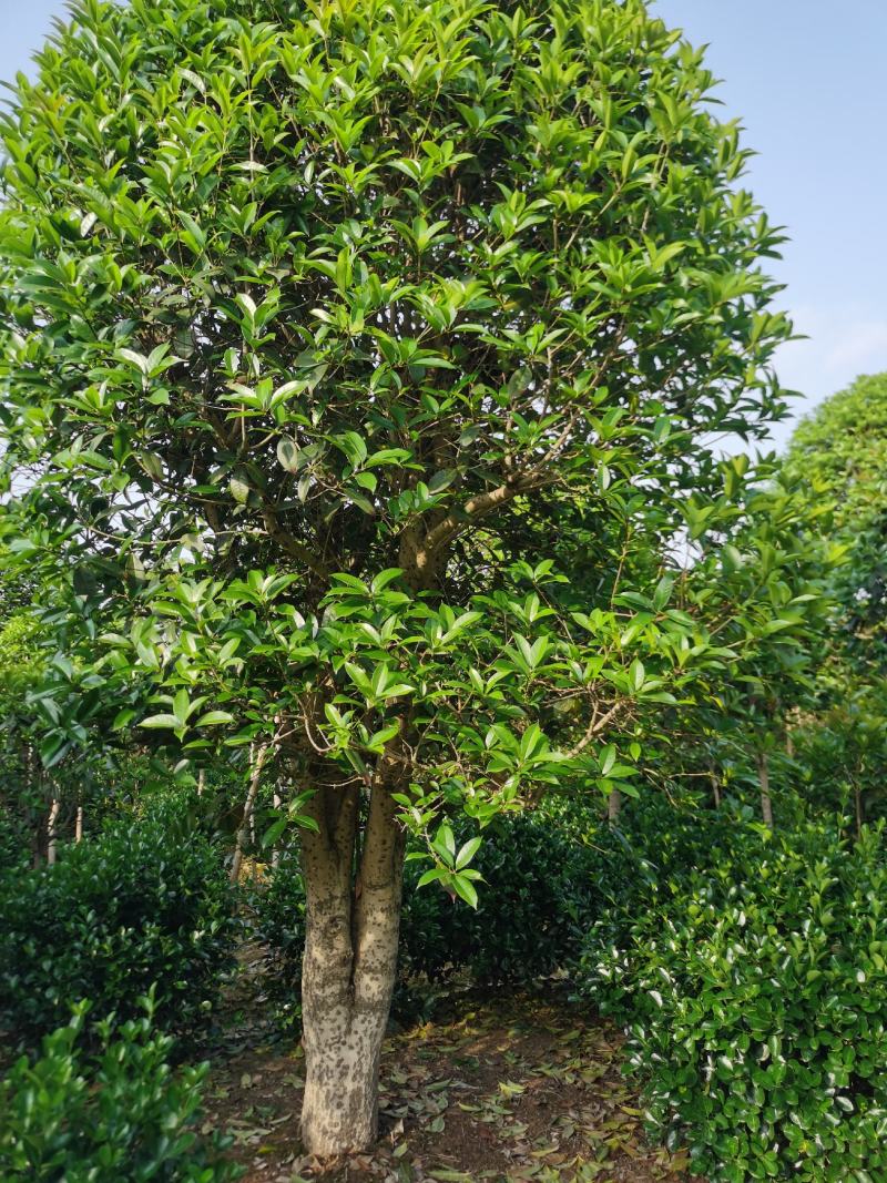精品桂花8公分至30公分的乔灌木常绿植物