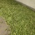 精品青碗豆，白碗豆，甜豆大量上市，