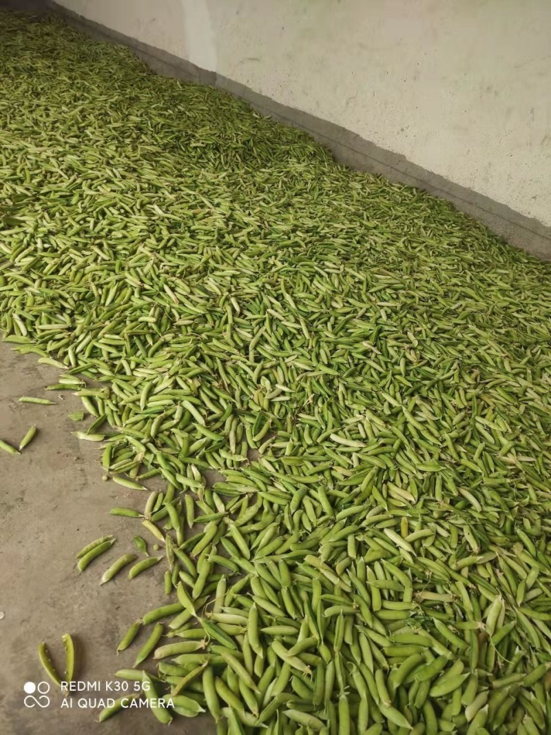 精品青碗豆，白碗豆，甜豆大量上市，