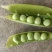 精品青碗豆，白碗豆，甜豆大量上市，