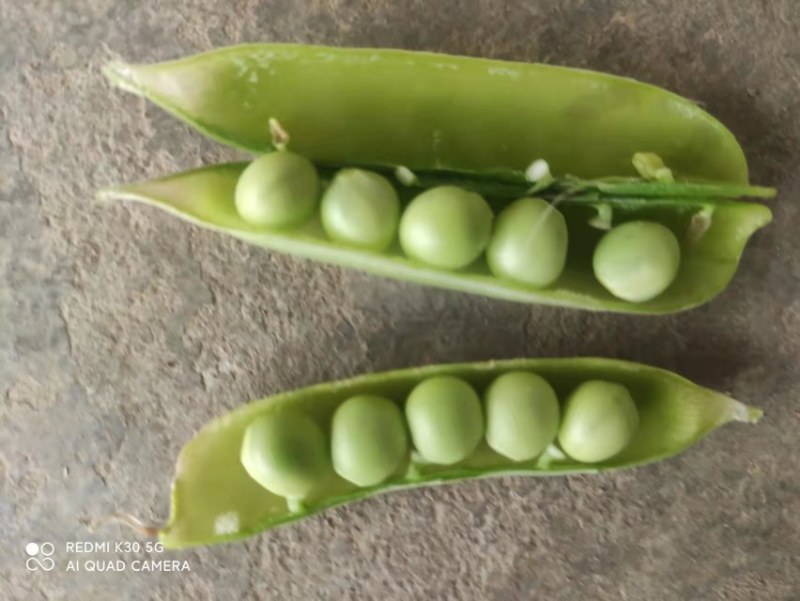 精品青碗豆，白碗豆，甜豆大量上市，