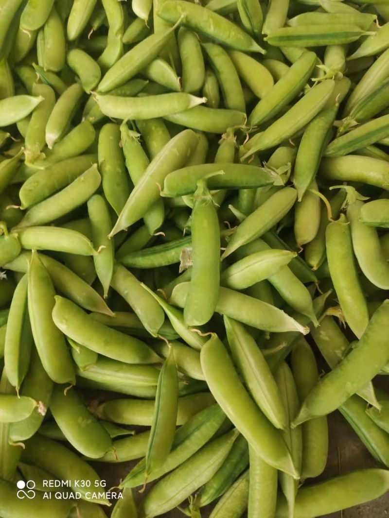 精品青碗豆，白碗豆，甜豆大量上市，