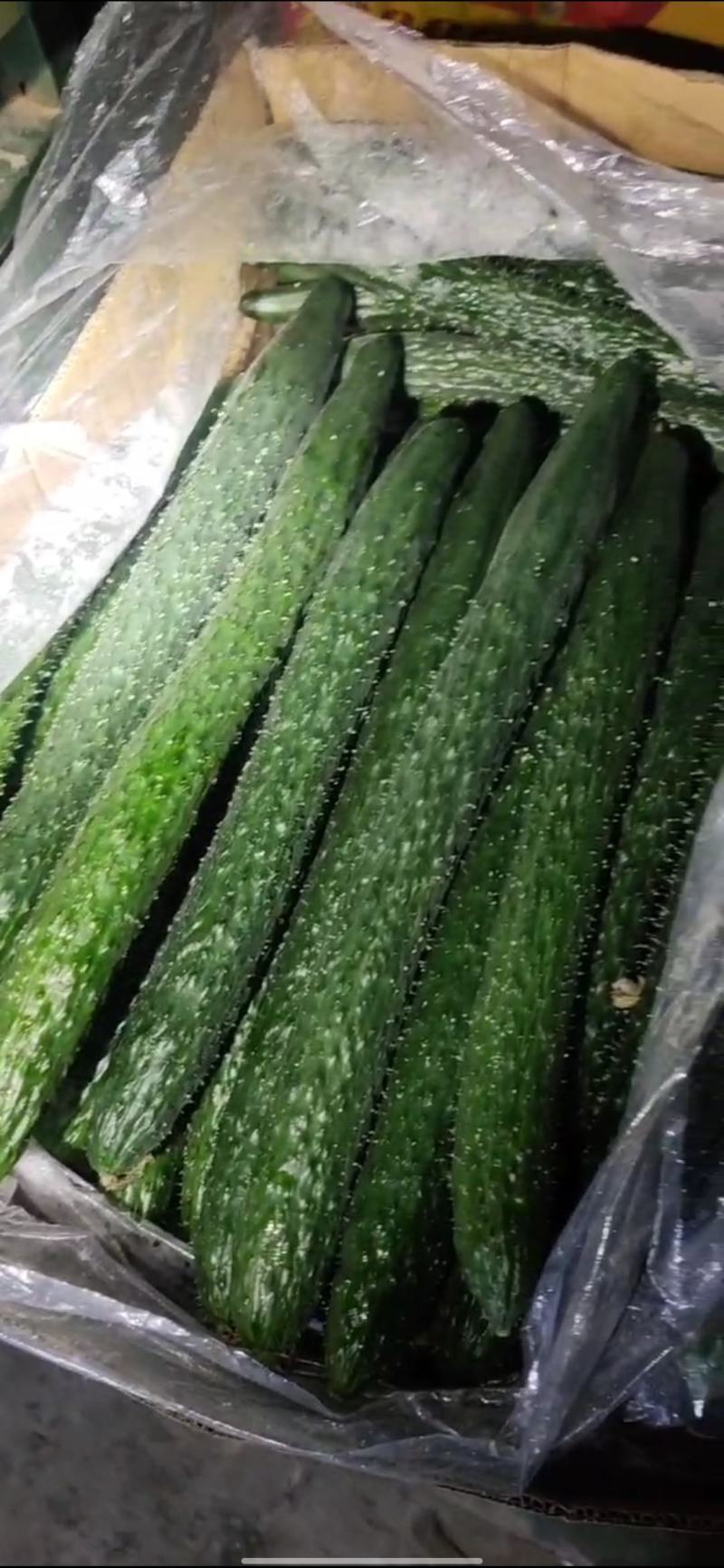 黄瓜大量上市，沈阳产地代办需要的老板电话联系我