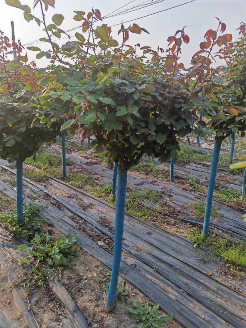 精品月季花基地直供欢迎大家实地考察自由苗圃