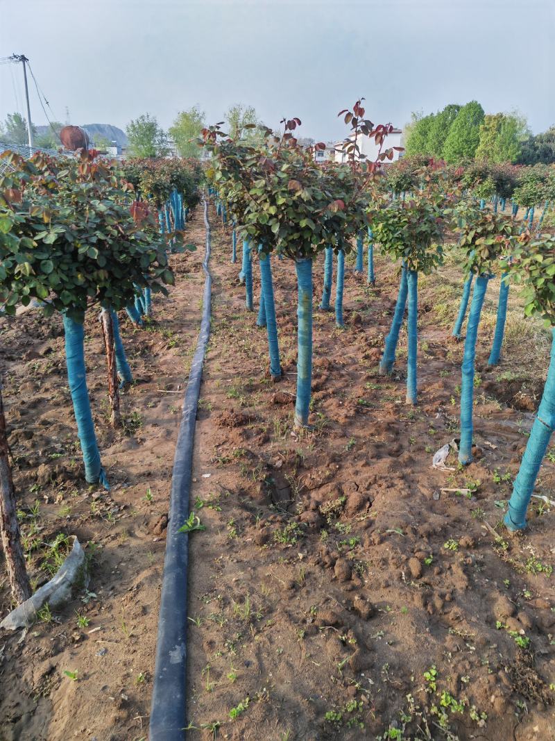 精品月季花基地直供欢迎大家实地考察自由苗圃
